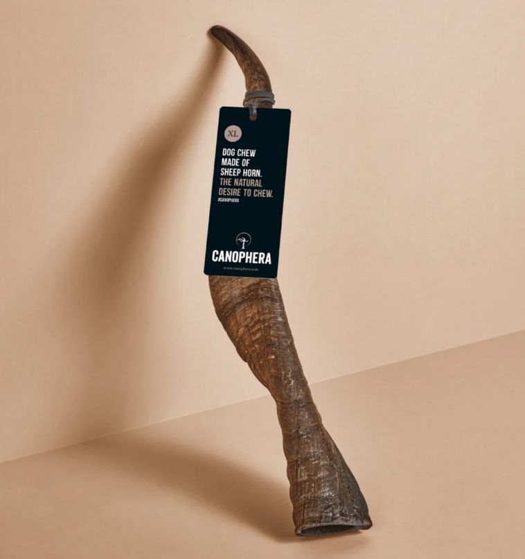 Sheep Horn XL