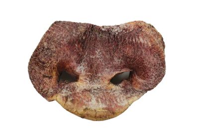 Pig Snout Chew