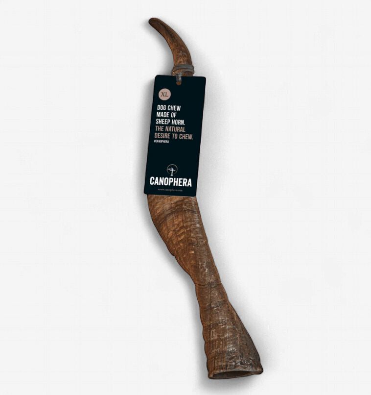 Sheep Horn XL
