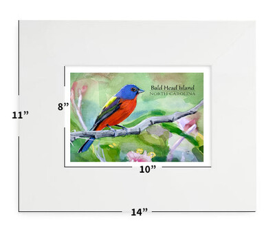 Birds - Painted Bunting - 11”x14” - Matted Print - #lew