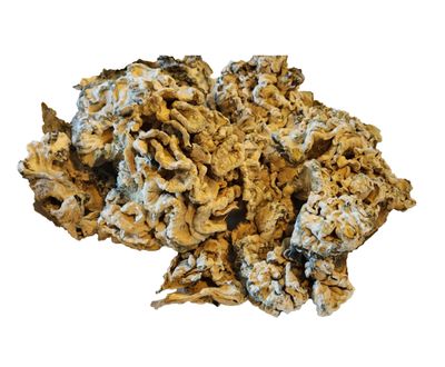 order omni medicinal mushrooms