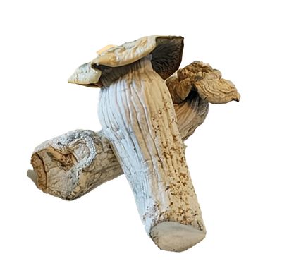 order abc medicinal mushrooms