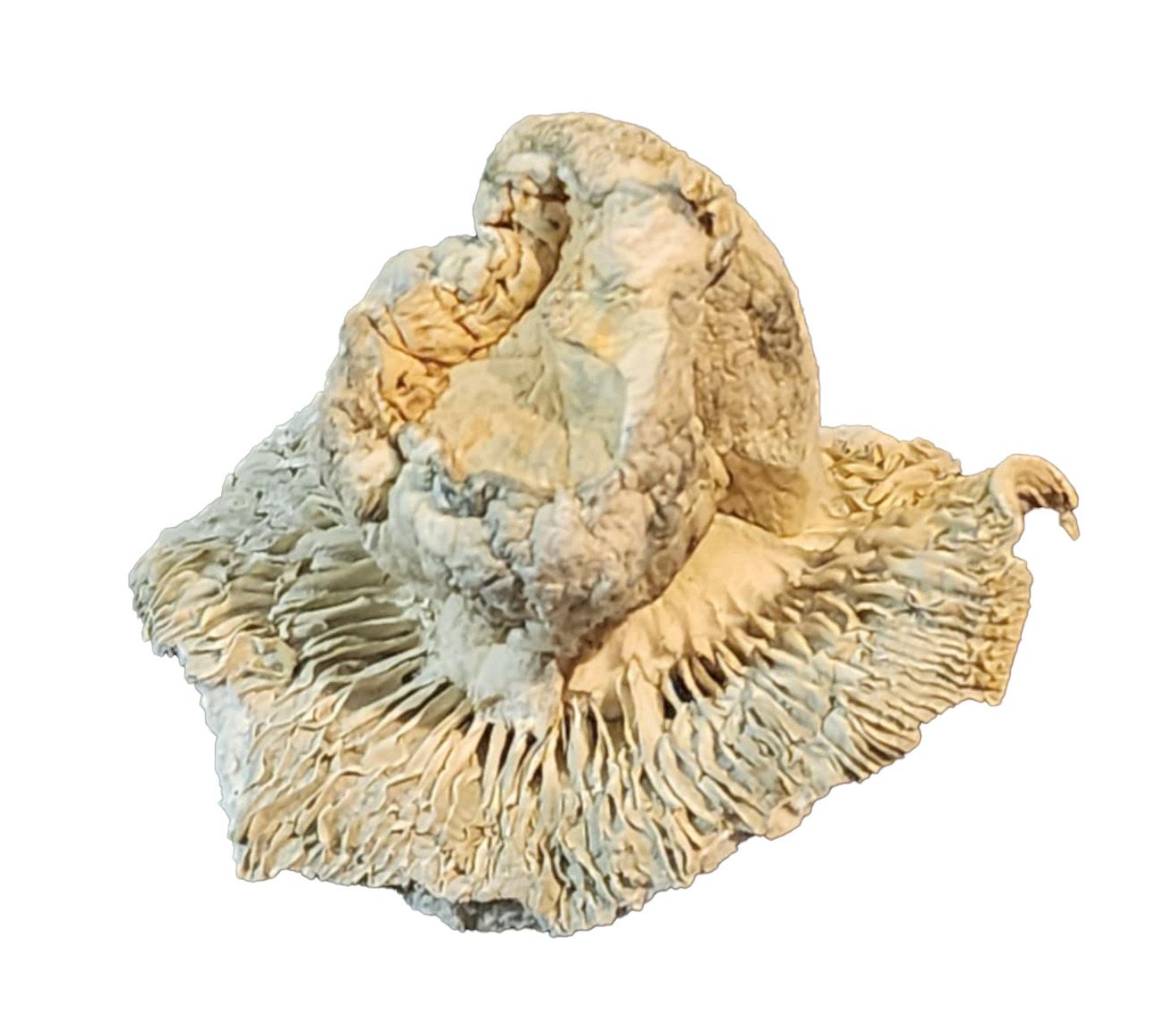 medicinal mushrooms