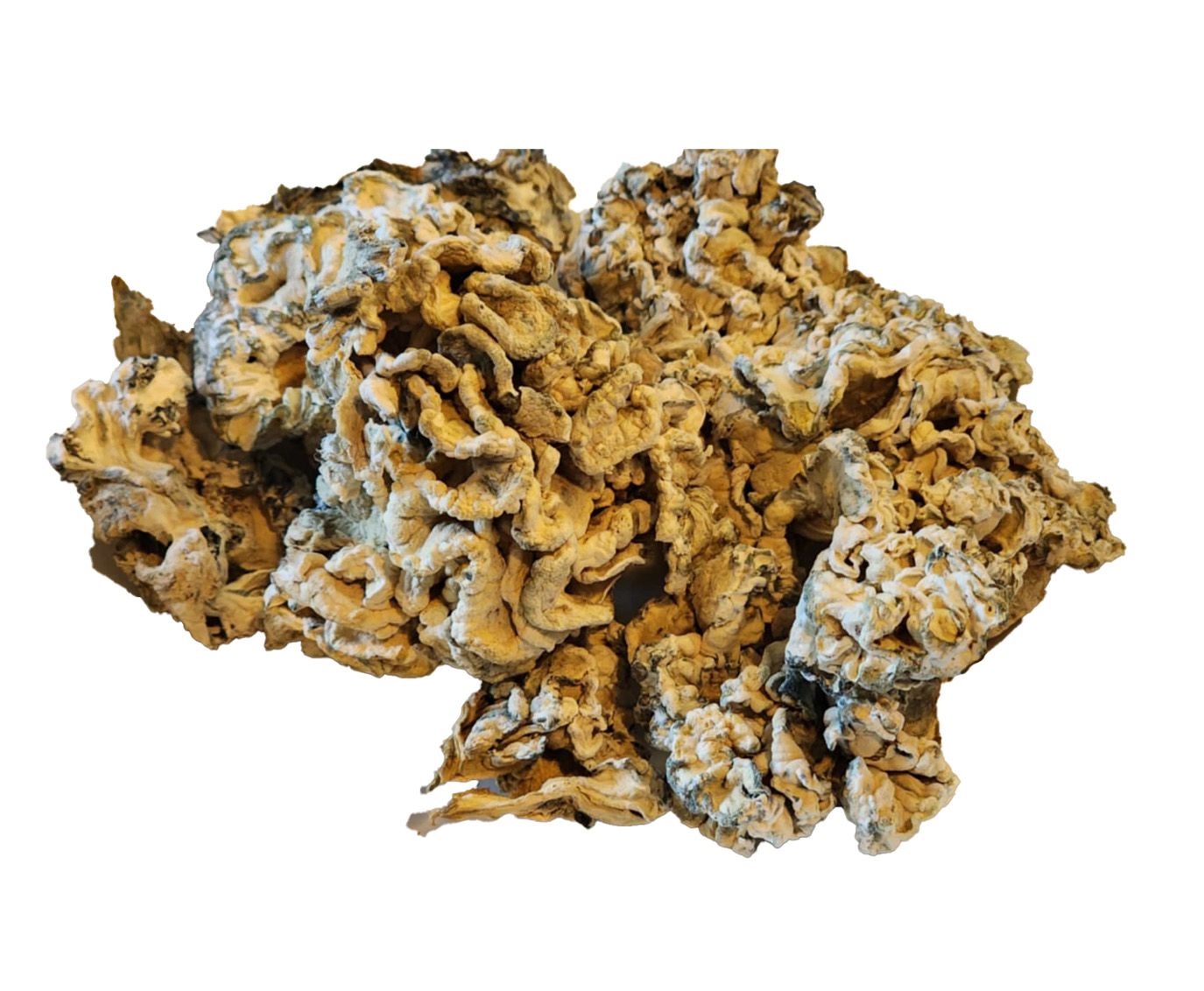 order omni medicinal mushrooms