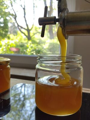 250 g Glas Honig - verschiedene Sorten 250 g Glas Honig - verschiedene Sorten