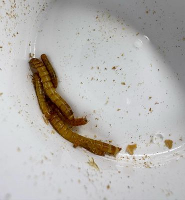 Mixed Size Mealworms