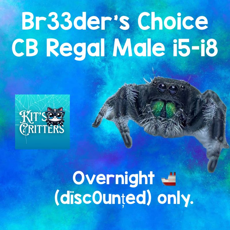 Br33der’s Choice Male Regal