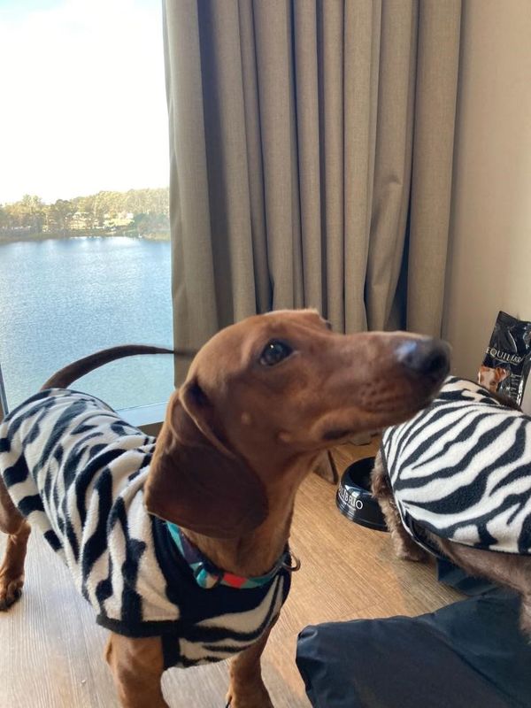 PET FRIENDLY  STAY