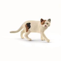 American Shorthair Cat
