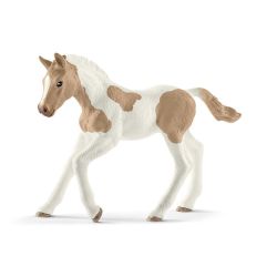 Paint Horse Foal 2018