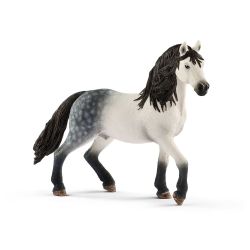 Andalusian Stallion 2017