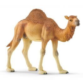 Dromedary Camel