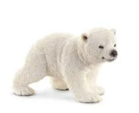 Polar bear cub, walking