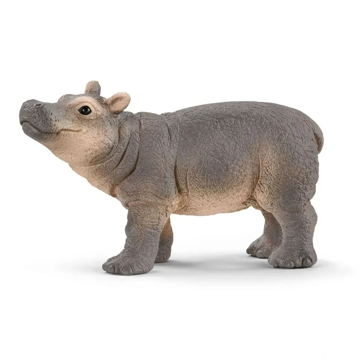 Hippopotamus calf