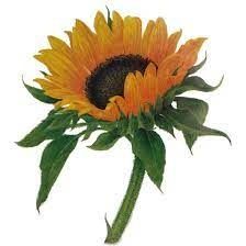 Sunflower Tattoo Pair