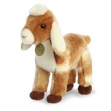 Miyoni  Nubian Goat Kid