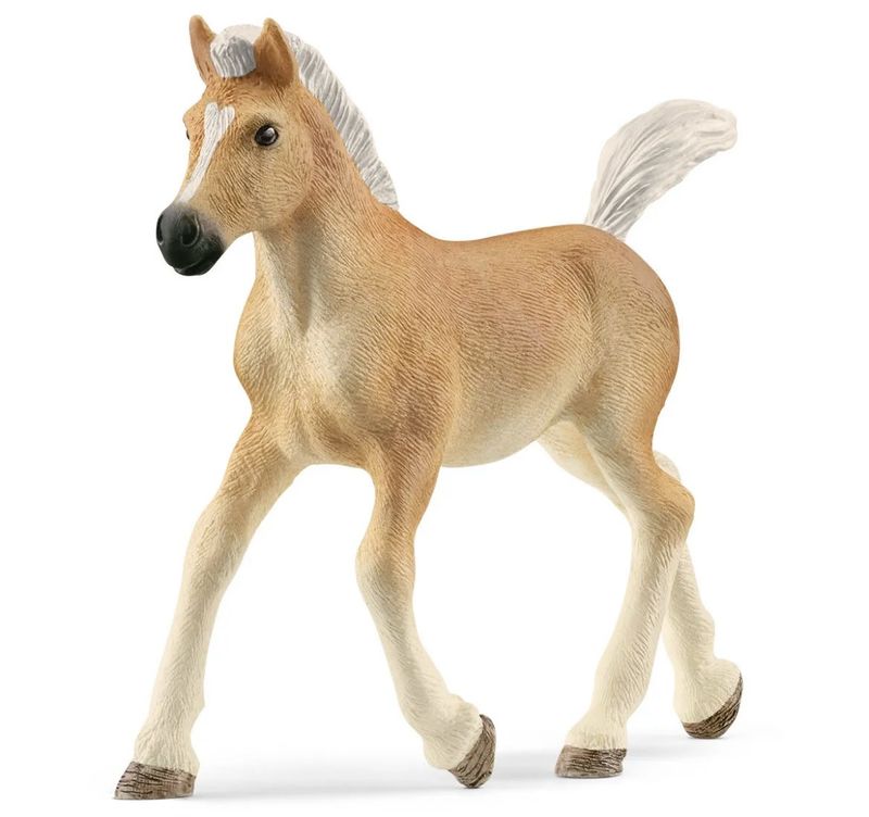 Haflinger Foal