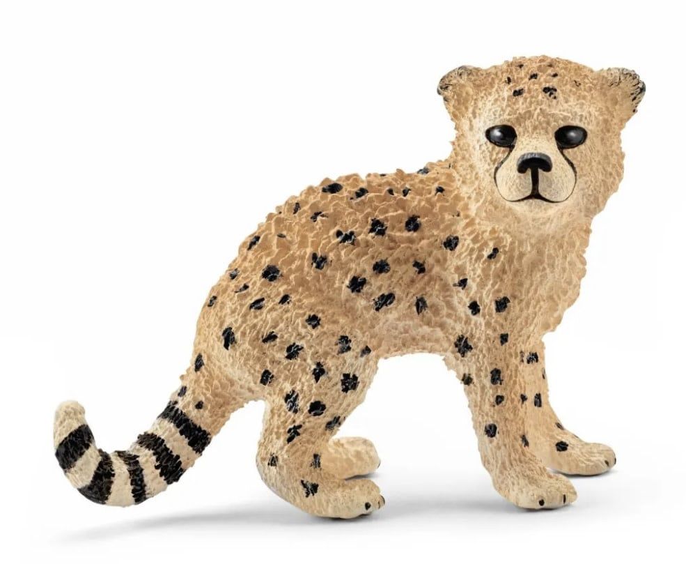 Cheetah Cub