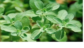Marjoram Leaves