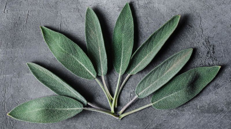 Sage, Rubbed