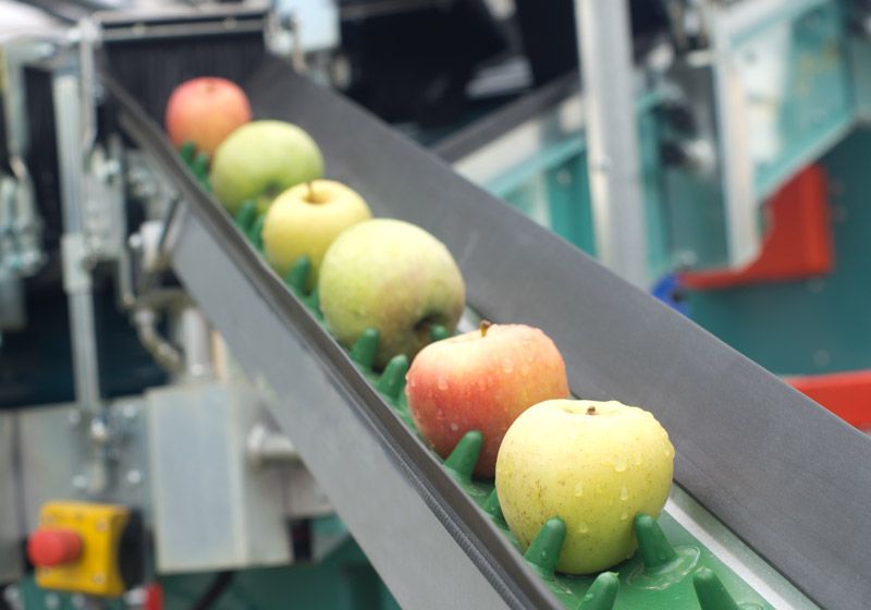 NASTRI TRASPORATORI PER LA LAVORAZIONE DELLA FRUTTA E DELLA VERDURA