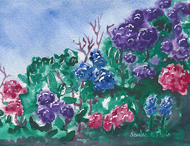 Hydrangeas in Full Bloom-Card