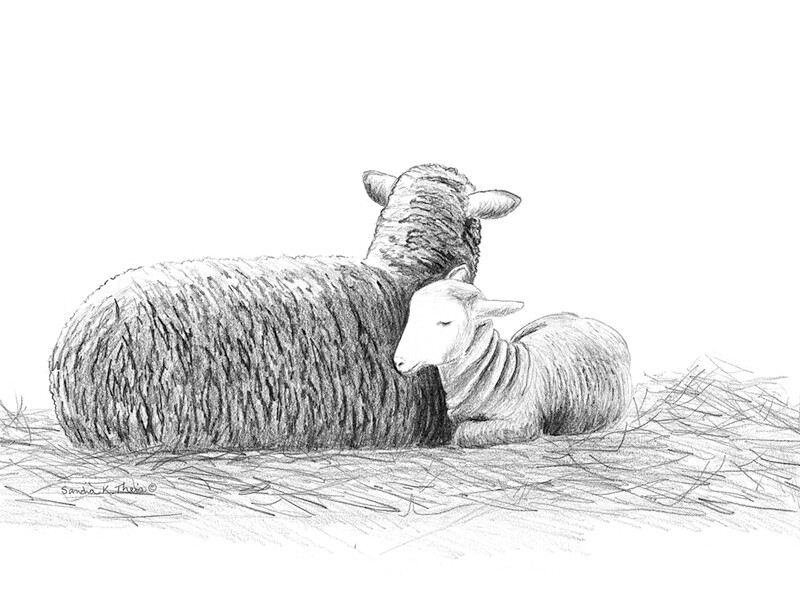 Sheep and Lamb-Pencil Sketch