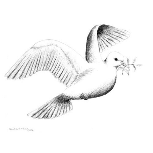 Dove-Pencil Sketch