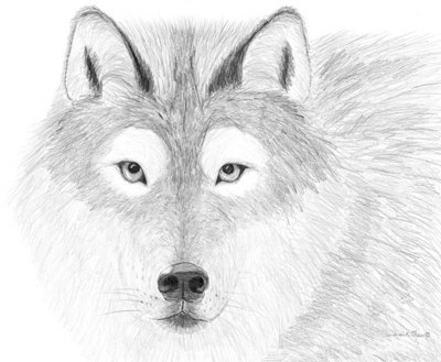 Timberwolf-Card