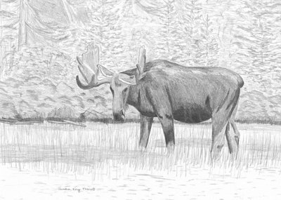 Moose Pencil-Card