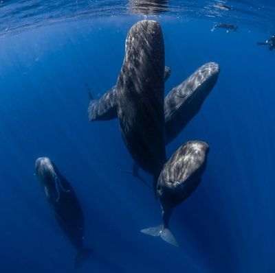 Dominica Sperm Whale expedition