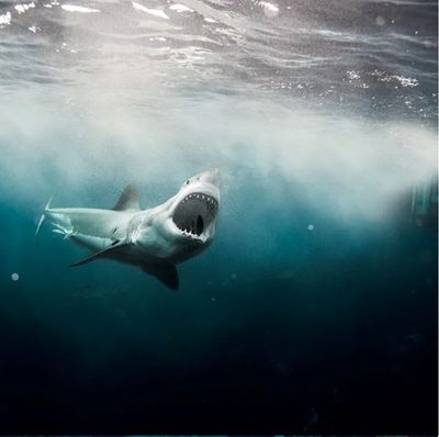 Great Whites South Africa