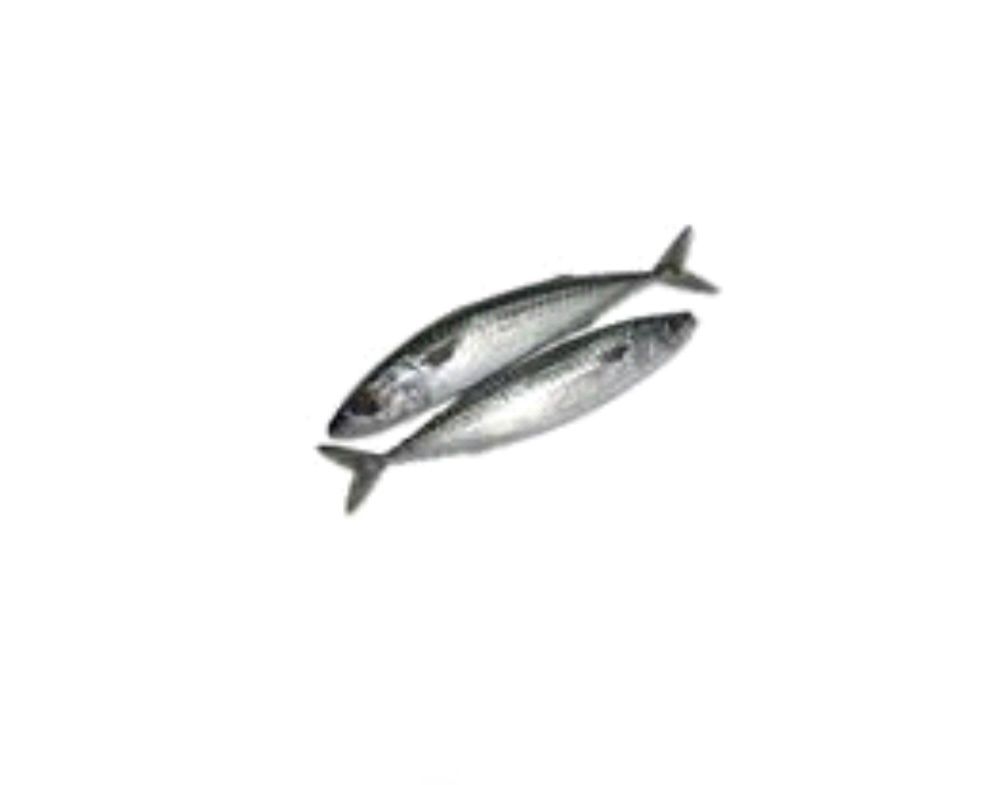 Mackerel Fish (Titus) Single