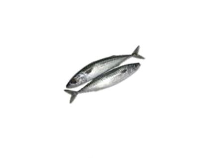 Mackerel Fish (Titus) Single