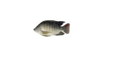 Frozen Tilapia Fish Whole (£4.99/kg )