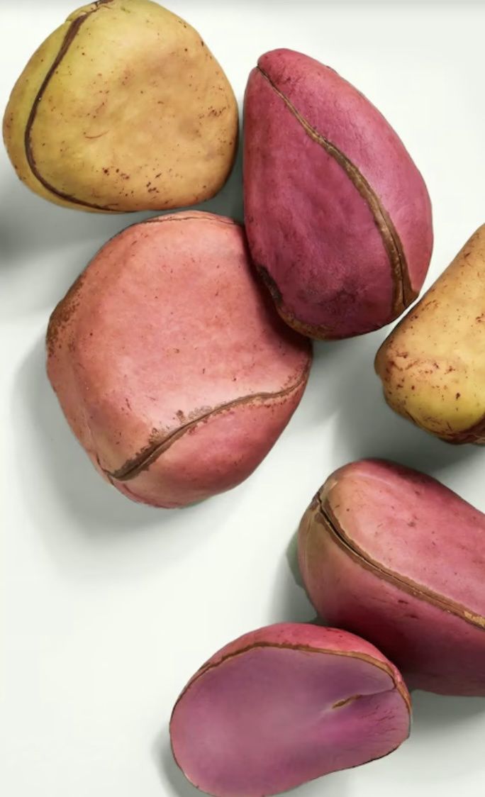 Kola Nut