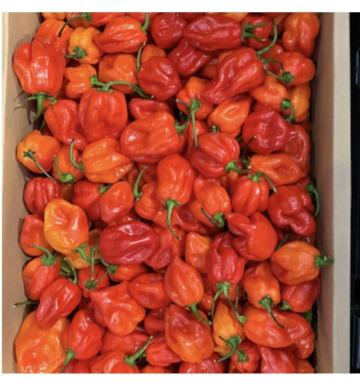 Fresh Hot Nigeria Pepper Box ( Rodo )