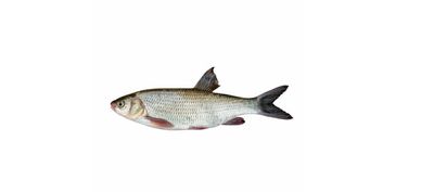 Yellow Croaker Fish Whole ( £5.99/kg )