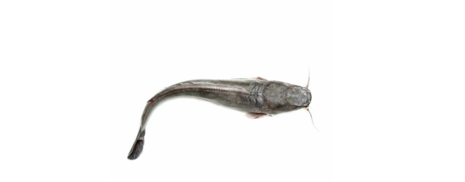 Catfish Whole