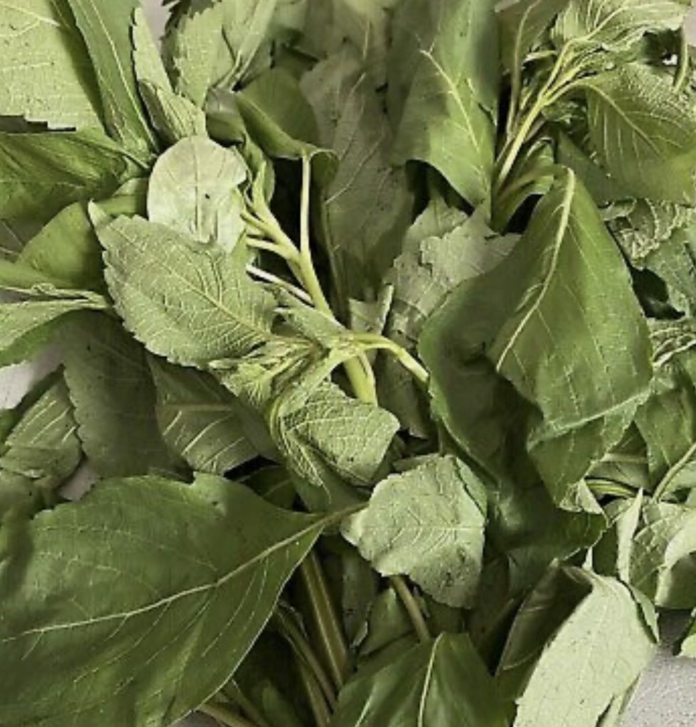 Fresh Scent Leaves (Efirin)
