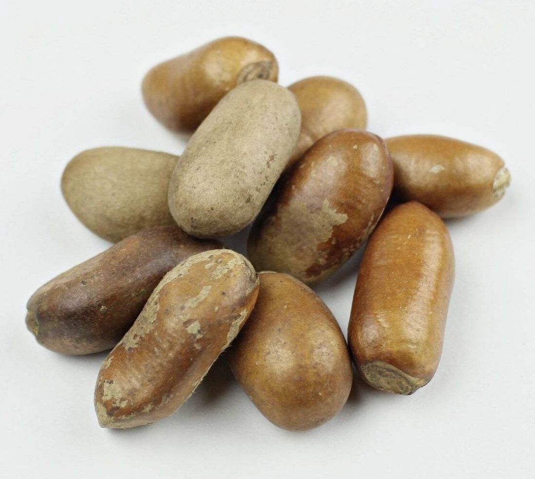 Ehuru Spice. African nutmeg