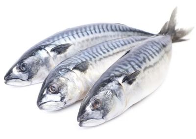 Mackerel Fish ( Titus ) x 3