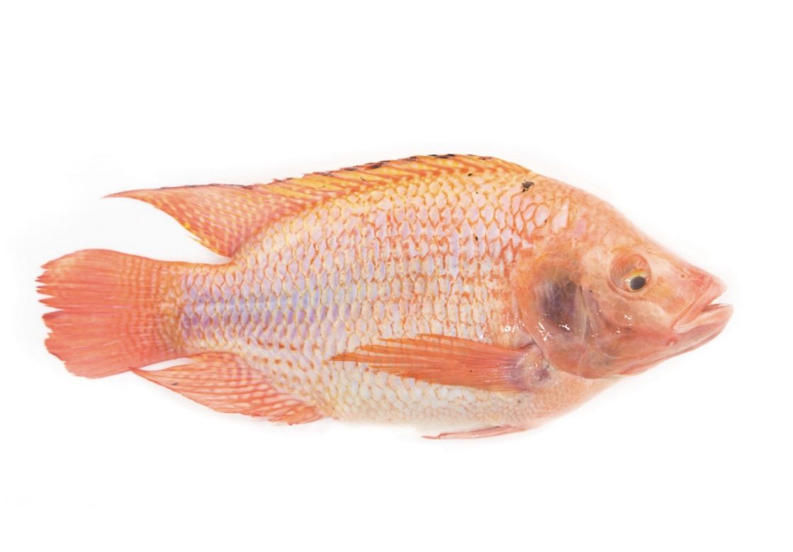 Red Tilapia (4.99/kg)