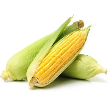 Fresh Nigerian Corn