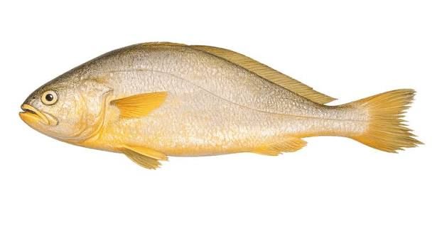 Yellow Croaker Fish Box