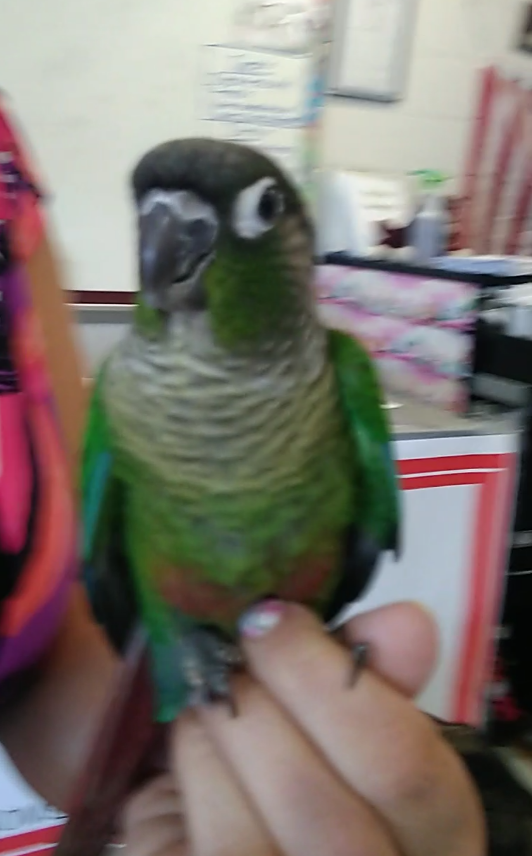 Baby green cheek conures out of stock