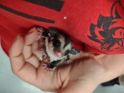 Sugar gliders out of  stock