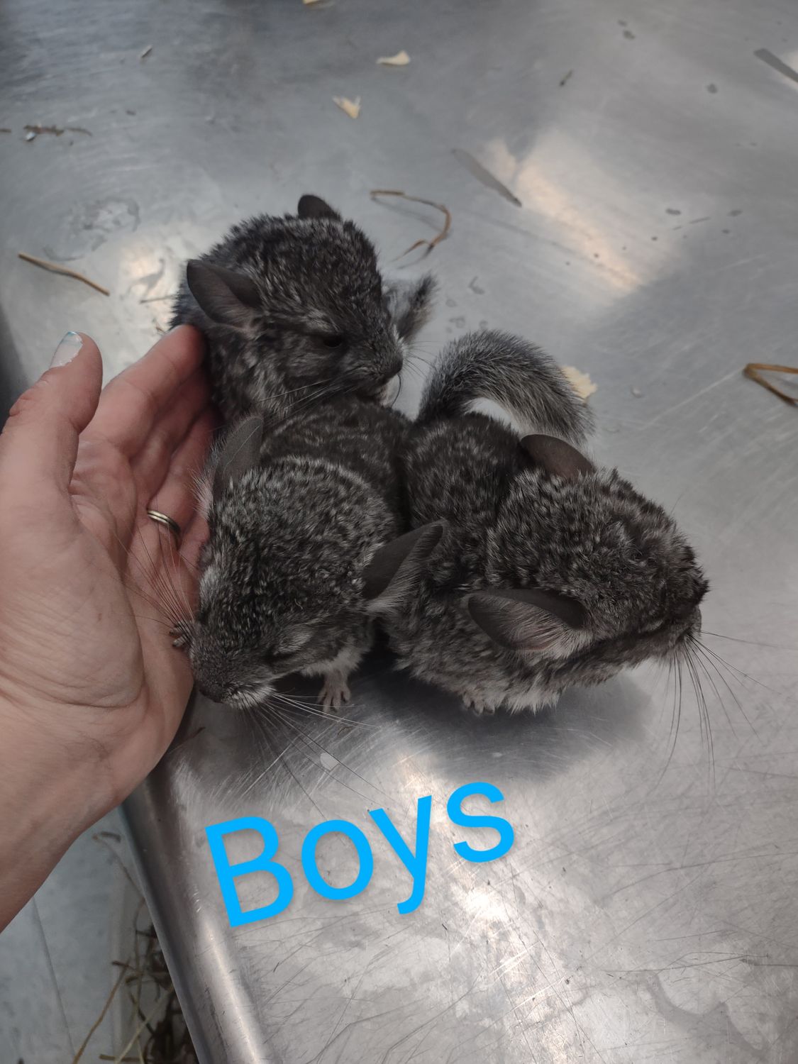 Baby chinchillas in stock