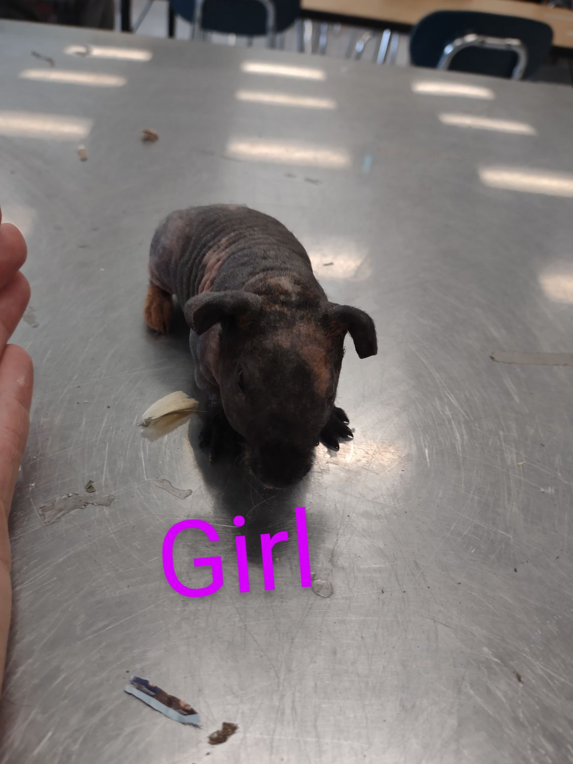 Baby hairless guinea pig out of stock