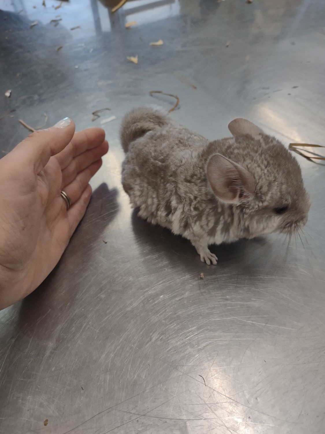 Baby chinchillas in stock